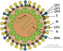 Scheme of an Arterivirus Particle
