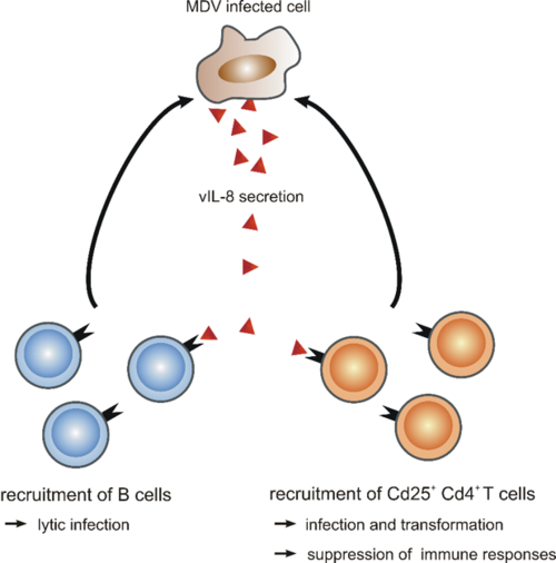 Abb. 2: Das virale Chemokin vIL-8 (bitte anklicken)