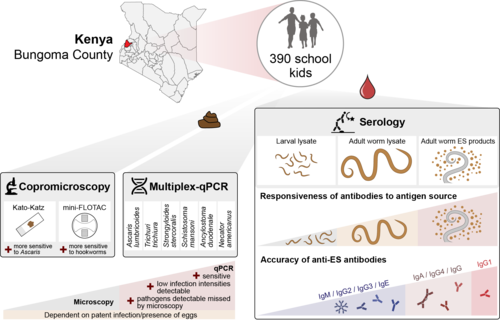 Mugo et al 2024 GA Asariasis