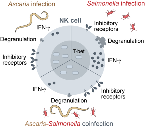 Mugo et al 2024 GA NK cells