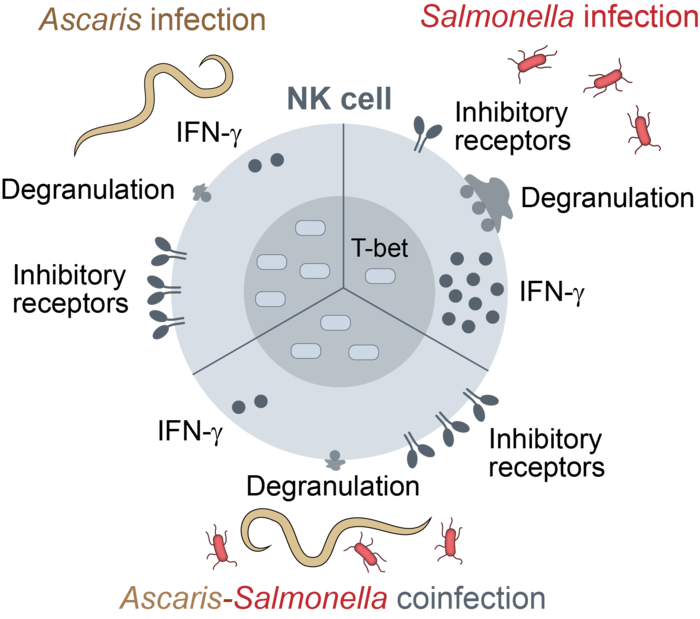 Mugo et al 2024 GA NK cells