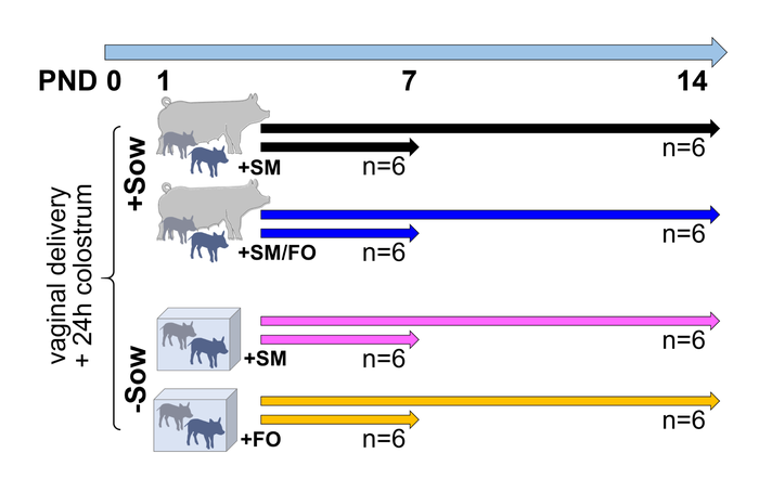 Schlosser-Brandenburg et al grafik