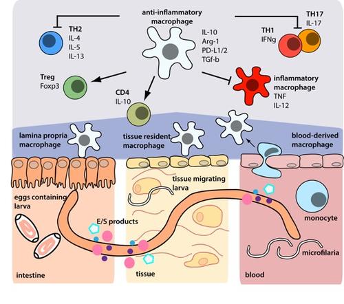 Anti-entzündliche Mechanismen von durch parasitische Nematoden modulierten Makrophagen des Darms, der Haut und Monozyten im Blut (Steinfelder et al. PLOS Pathogens, 2016).