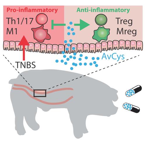 Validation of the therapeutic potential of filarial cystatin (AvCys) as a medical product for inflammatory bowel disease in the pig as large animal model.