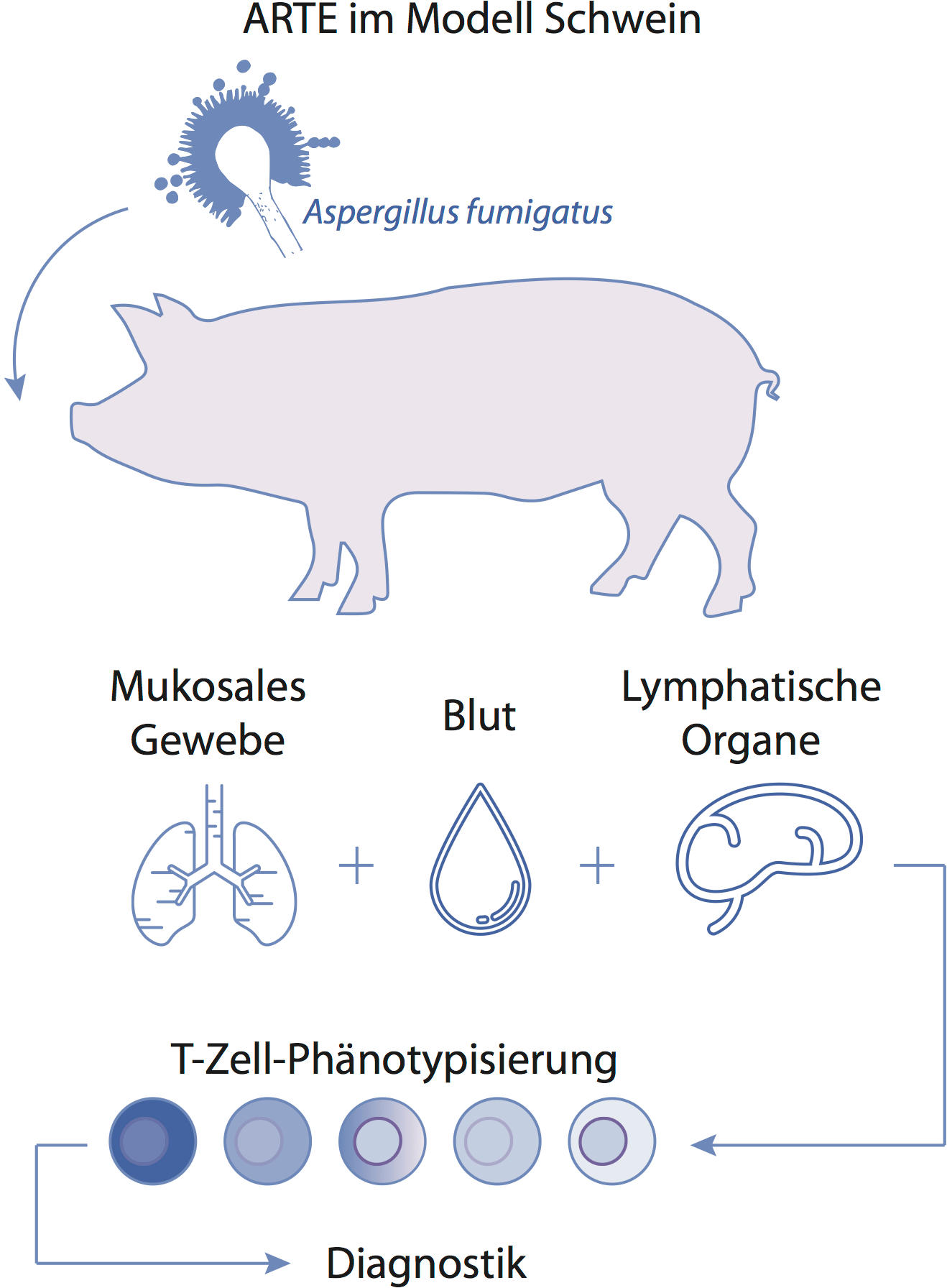 Antigen-spezifische T Zellanalysen im Blut und Gewebe mittels „Antigen-reactive T cell enrichment“ (ARTE, Ebner et al. 2017).