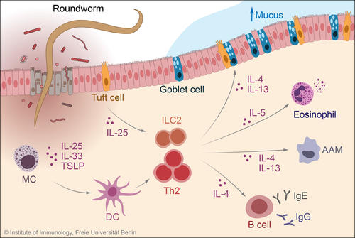 Ascaris Immune Modulation
