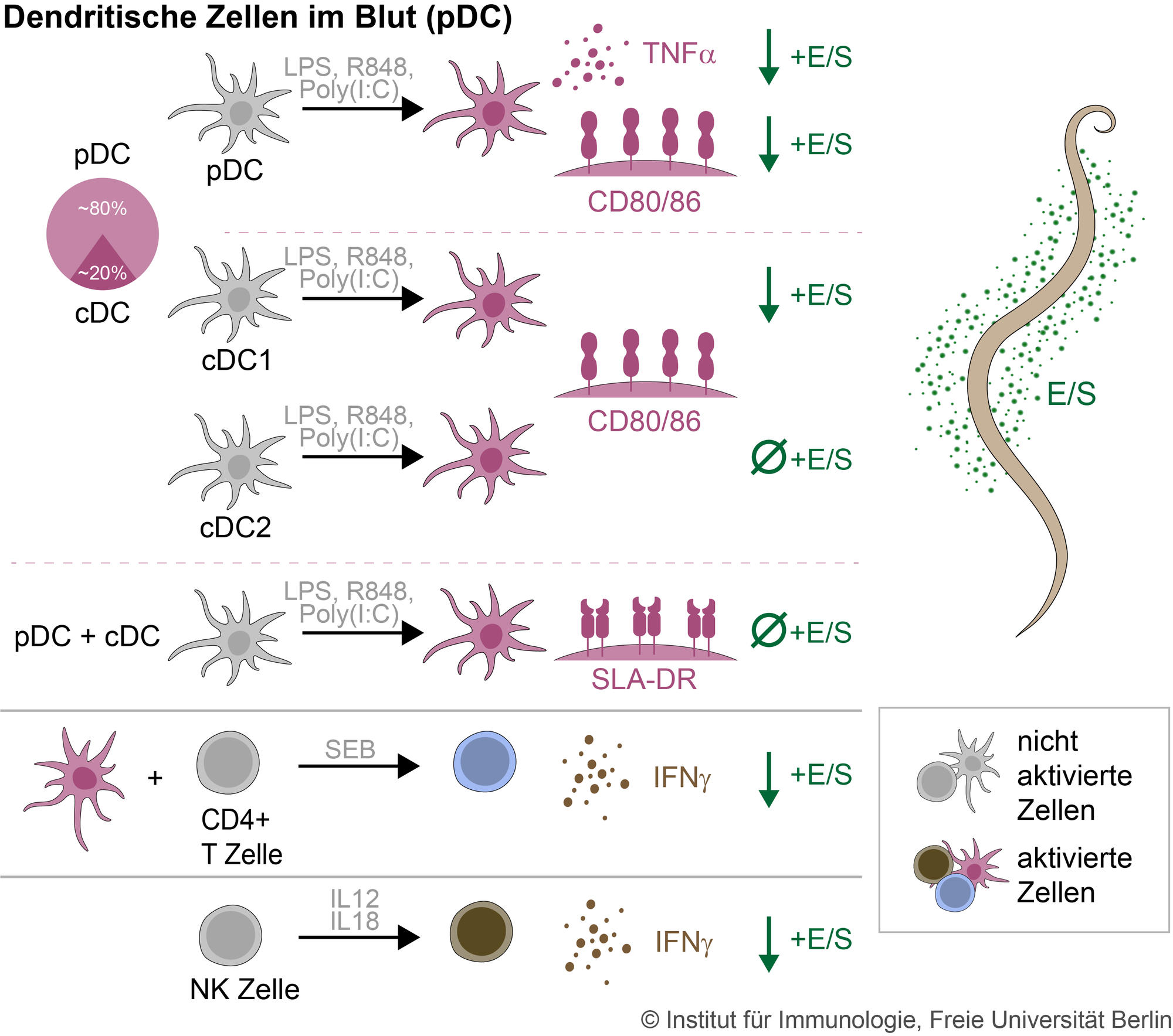 Abb. 1 Sekretierte Produkte der Nematoden verändern die Reaktivität verschiedener Subtypen porziner dendritischer Zellen, wichtiger Antigen-präsentierende Zellen (Hamid et al., 2022)