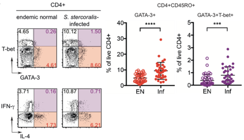 Abb. 2 Th2/1 Hybridzellen in Strongyloides stercoralis-infizierten Patienten aus Südindien. Exemplarische Plots der GATA-3 und T-bet Expression (oben links) und IL-4 sowie IFN-Produktion (unten links) von CD4+CD45RO+ Effektor-/Memory-T Zellen eines