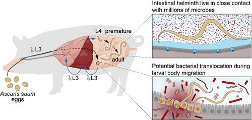 Microbiota illustration