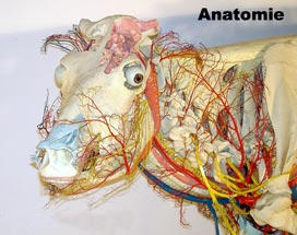 anatomie1