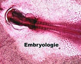Studienbereich Embryologie