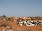 CAMEL_SHEEP_Somalia CSD Mission July 07 008
