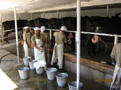 Cow Milking Improved  -  Ethiopia