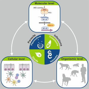 Graphical Abstract Frontier