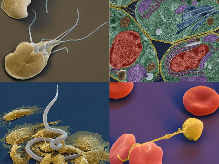 EM Parasiten