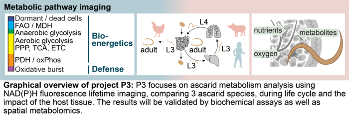 Image credit: Institute of Immunology