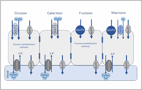 Epithelial transport and metabolism