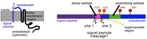 Structure of GP5