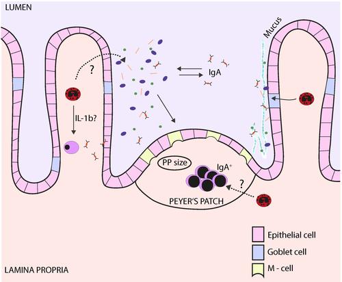 Schematic overview of the functions of intestinal eosinophilic granulocytes. (Click on the image for a detailed legend.)