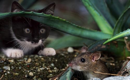 Gefährlicher Jagdgenuss: Wissenschaftler vermuten, dass Katzen sich über infizierte Mäuse mit dem Rustrelavirus anstecken können.