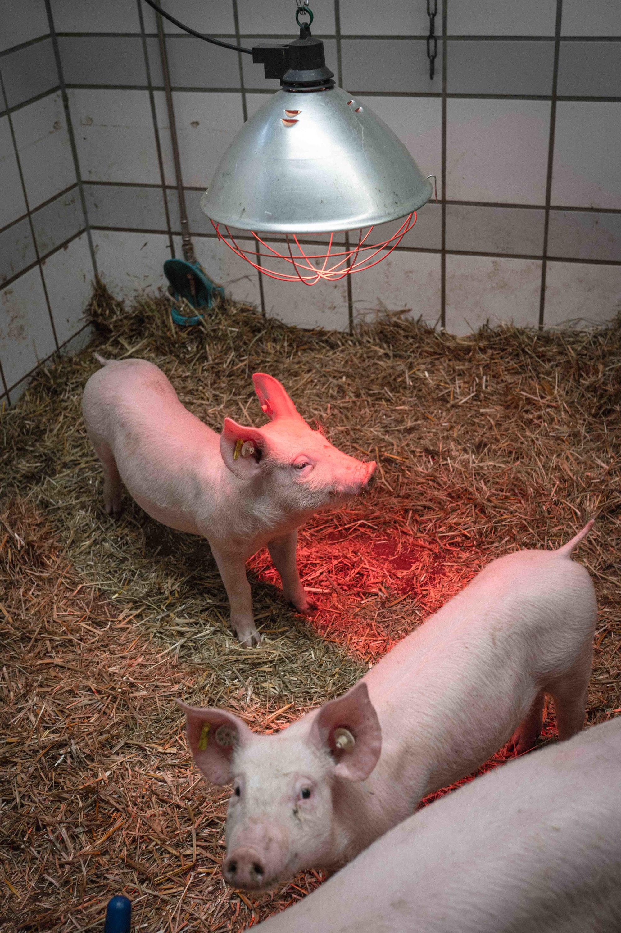 Die am Fachbereich gehaltenen Tiere hatten bei der Notstromversorgung stets oberste Priorität.