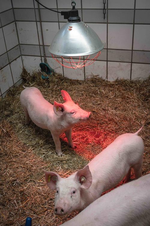 Die am Fachbereich gehaltenen Tiere hatten bei der Notstromversorgung stets oberste Priorität.