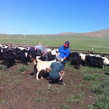 Kotprobennahme bei Schafen und Ziegen in der Mongolei