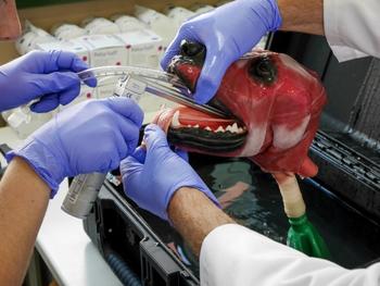 Intubationssimulator