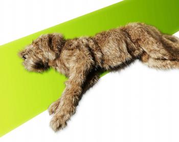 Verbandstrainer - Hund